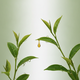 Aceite de árbol de té